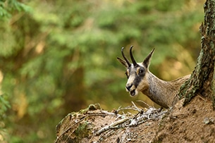 Weekend Valtellina bambini, osservatorio faunistico