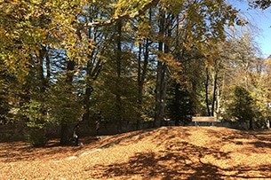 Treno del Foliage