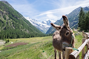 Cogne agriturismo Ferme du Grand Paradis