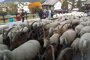 Cogne feste degli alpeggi, Valle d'Aosta