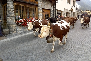 Cogne feste degli alpeggi, Valle d'Aosta