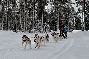 Lapponia svedese, sleedog