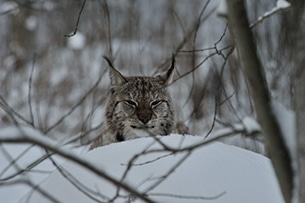 Lapponia svedese, Lycksele arctic zoo