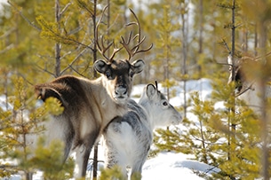 Lapponia svedese, Svansele Wilderness Center