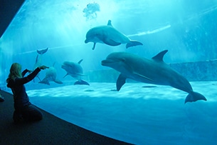 Acquario di Genova, delfini