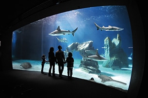 Acquario di Genova, squali