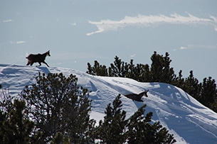 Tirolo, Nature Watch sulla neve