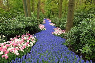 Il parco keukenhof in olanda