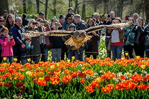 Il parco keukenhof in olanda