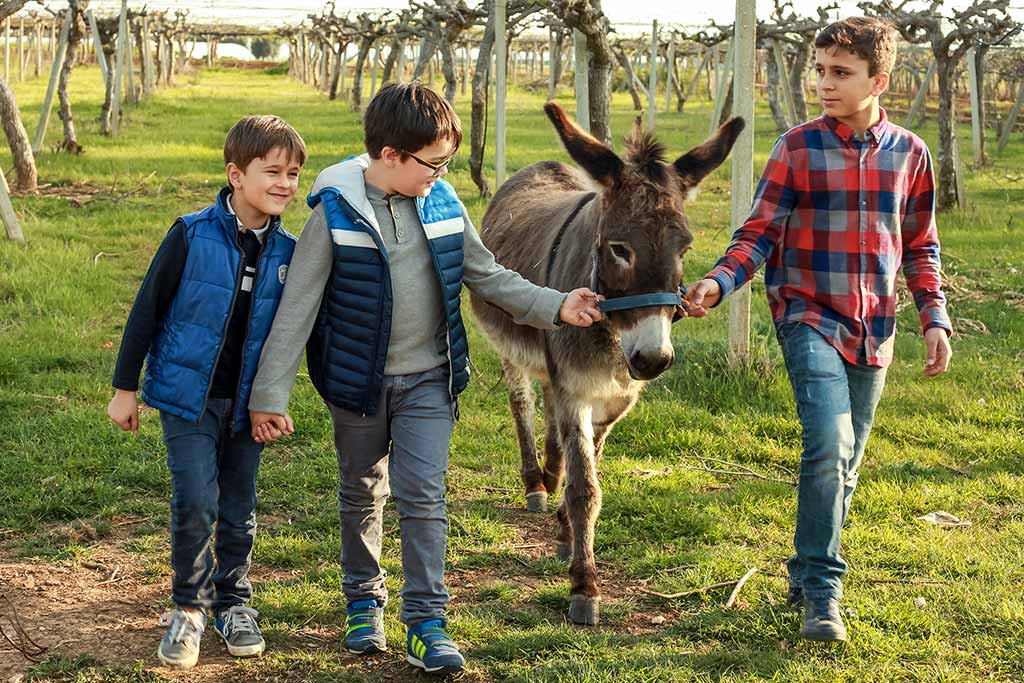 Il Pago, Agriturismo per famiglie Basilicata, gli asinelli