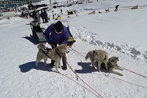 Sleddog in Piemonte, a Sestriere 