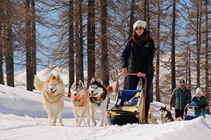 Sleddog in Piemonte, a Sestriere 