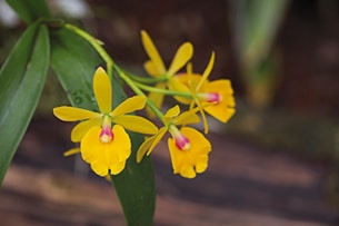 Parco delle orchidee Bolzano, Raffeiner Orchideenwelt, gli esemplari