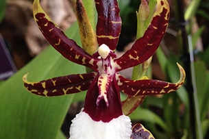 Parco delle orchidee Bolzano, Raffeiner Orchideenwelt, gli esemplari