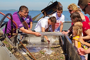 Isola di Texel cosa vedere con i bambini, la pesca dei gamberetti