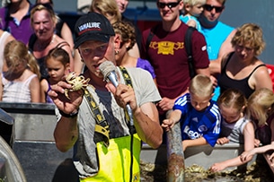 Isola di Texel cosa vedere con i bambini, la pesca dei gamberetti