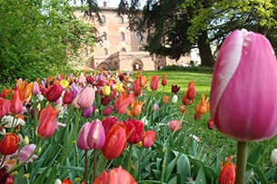 Messer Tulipano: le fioriture del Castello di Pralormo 