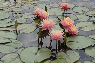 Orto botanico di Padova con bambini