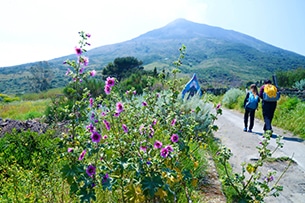 Isole Eolie: escursioni vulcani, Stromboli, sentiero dei fiori