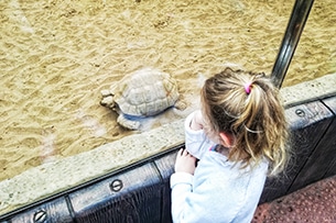 Tenerife con bambini, loro Parque