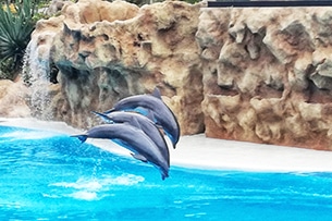 Tenerife con bambini, loro Parque