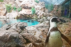 Tenerife con bambini, loro Parque