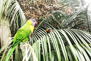 Tenerife con bambini, loro Parque