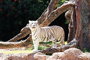 Tenerife con bambini, loro Parque