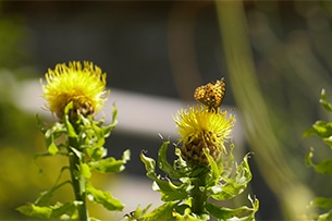 Giardino Botanico Muse, farfalle