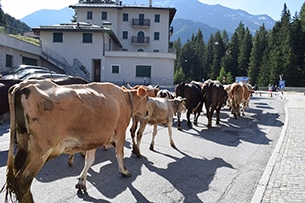 Vacanze in malga con bambini, transumanza