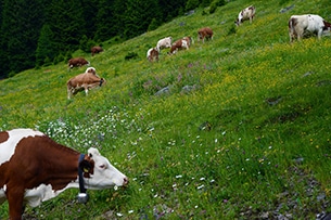 Val Fiorentina con bambini, Fertazza - Belvedere