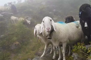 Transumanza feste: Val Senales