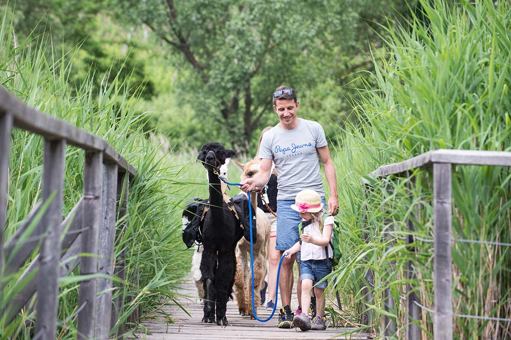 Migliori hotel per bambini in Alto Adige, Gartenhotel Moser Ramus, passeggiata con gli alpaca