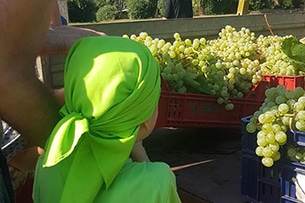 Vendemmia con i bambini vicino Roma a Donnardea, i filari