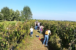 Vendemmia con i bambini vicino Roma a Donnardea, la vigna