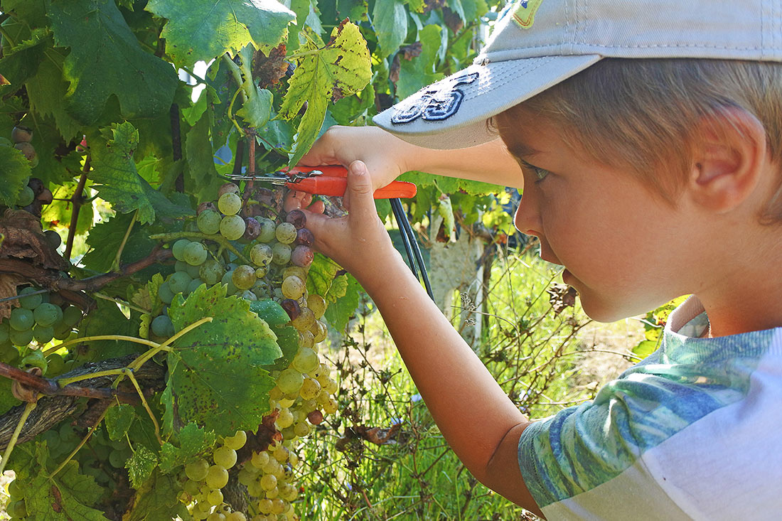 Dove vendemmiare con i bambini