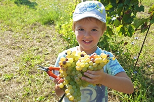 Vendemmia con i bambini vicino Roma a Donnardea, super grappolo