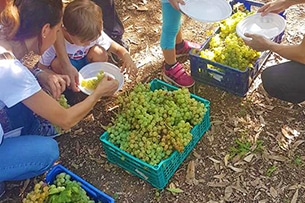 Vendemmia con i bambini vicino Roma a Donnardea, la pigiatura