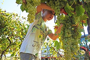 Vendemmia con i bambini vicino Roma a Donnardea, tra i filari