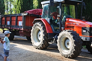 Vendemmia con i bambini vicino Roma a Donnardea, il trattore gigante