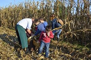 Gelindo dei Magredi, fattoria didattica in Friuli, la raccolta dei cereali