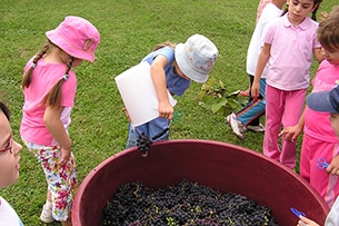 Gelindo dei Magredi, fattoria didattica in Friuli, la vendemmia