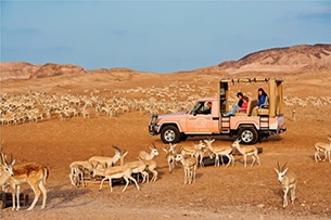 Sir Bani Yas Islamd, ph DCT Visit Abu Dhabi