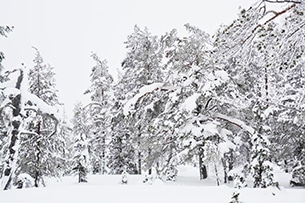 Lapponia Finlandese con bambini, Foresta di ghiaccio in motoslitta