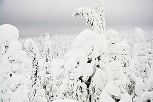 Lapponia Finlandese con bambini, Foresta di ghiaccio in motoslitta