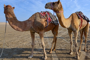 Doha con bambini in Qatar, dromedari