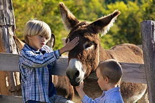 Trentino in primavera con i bambini, asinelli