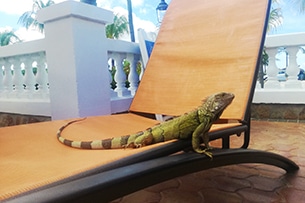 Vacanze ad Aruba in famiglia, iguana