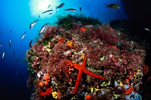 Formentera con bambini, snorkeling