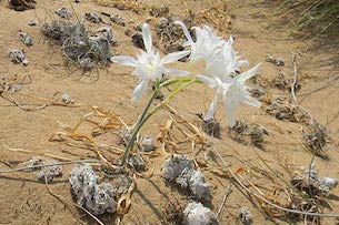 Crociera Capo Rizzuto spiaggia deserta di Sovereto, il giglio bianco